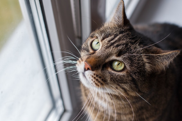 Retrato de un gato gris mirando por la ventana c