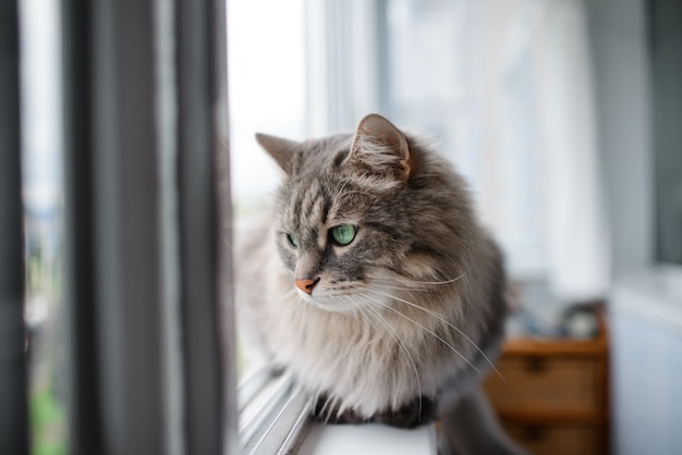 Retrato de gato gris con ojos verdes.