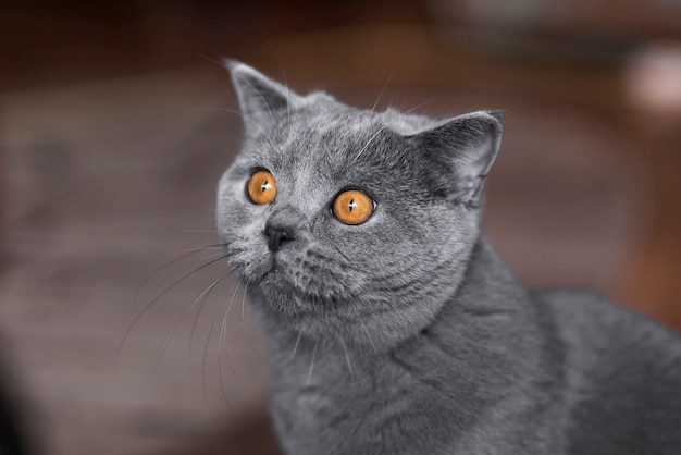 Foto retrato de gato gris de pelo corto británico