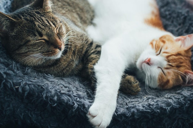 Retrato de un gato gris y rojo durmiendo abrazado en la cama