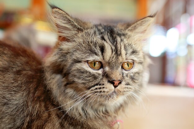 Retrato de un gato gris.