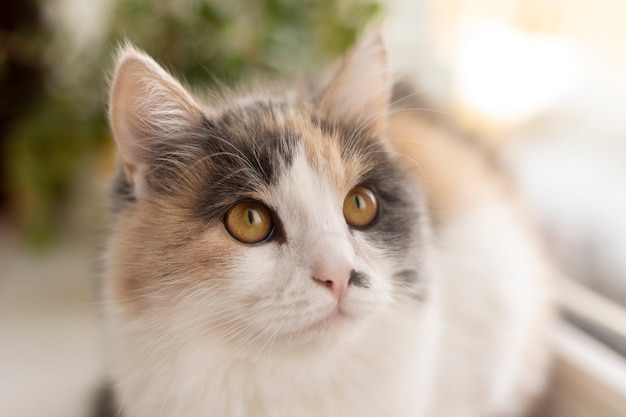 Foto retrato de gato hermoso de cerca