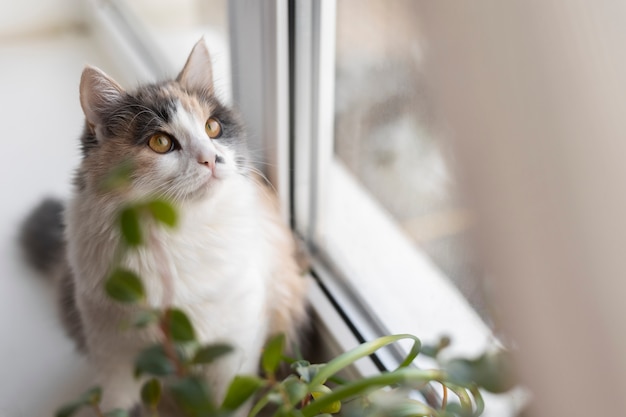 Retrato de gato hermoso de cerca