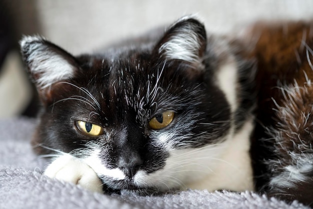 Retrato de gato Hermoso gato casero