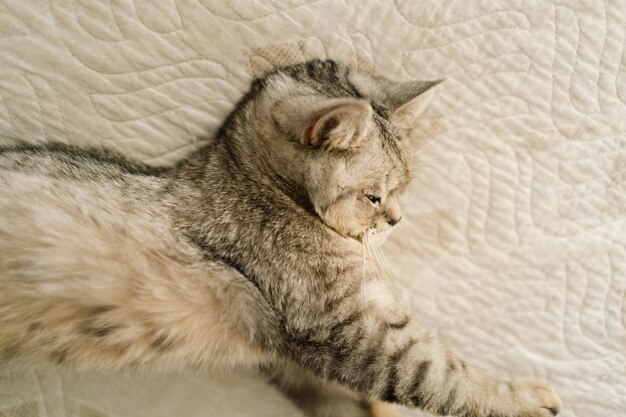 El retrato de un gato hermoso El retrato de un gato lindo La mascota feliz