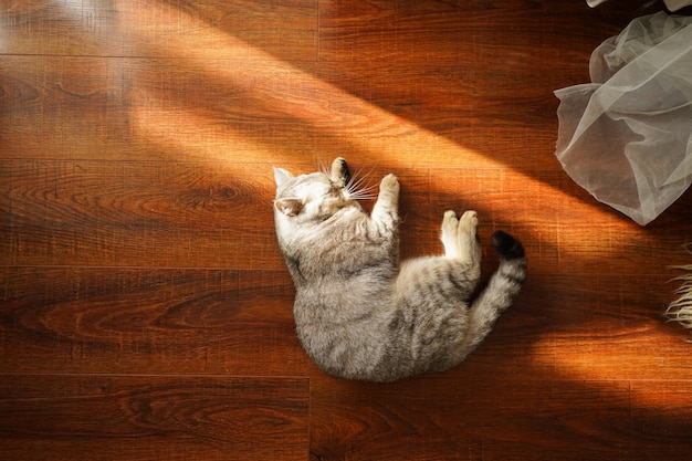 Retrato de un gato hermoso retrato de un gato lindo mascota feliz