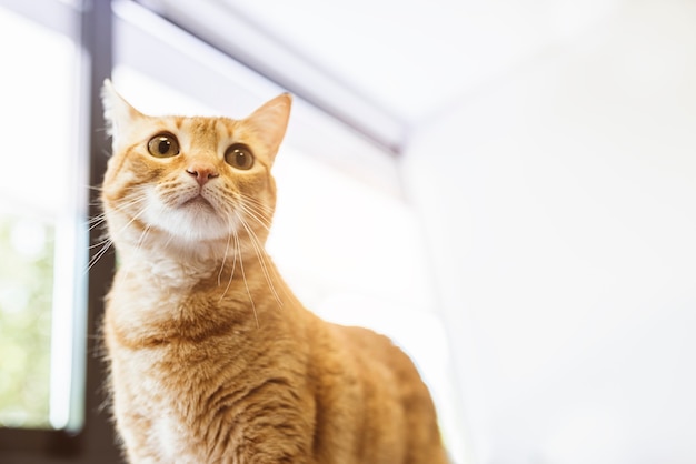 Retrato de gato hermoso.