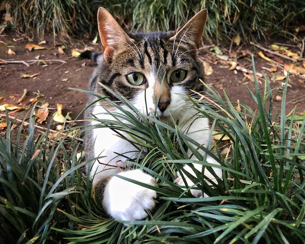 Foto retrato de un gato en la hierba