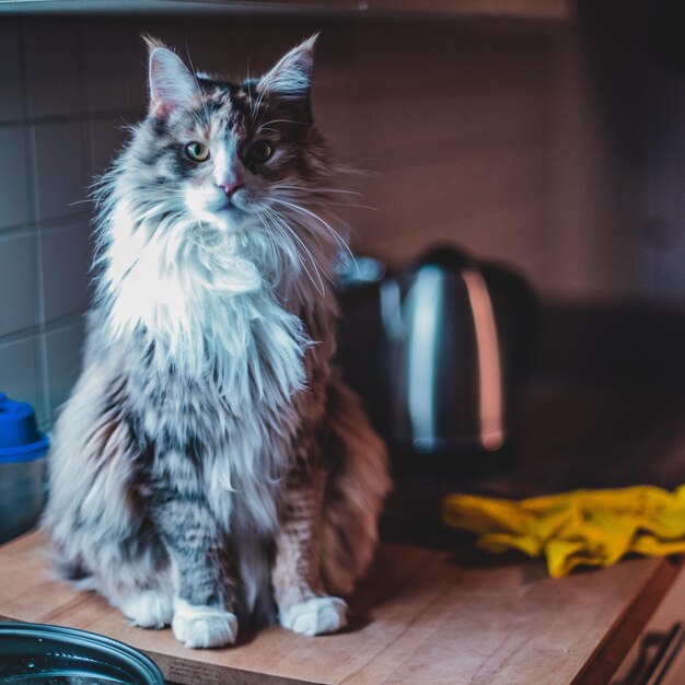 Foto retrato de un gato en el hogar