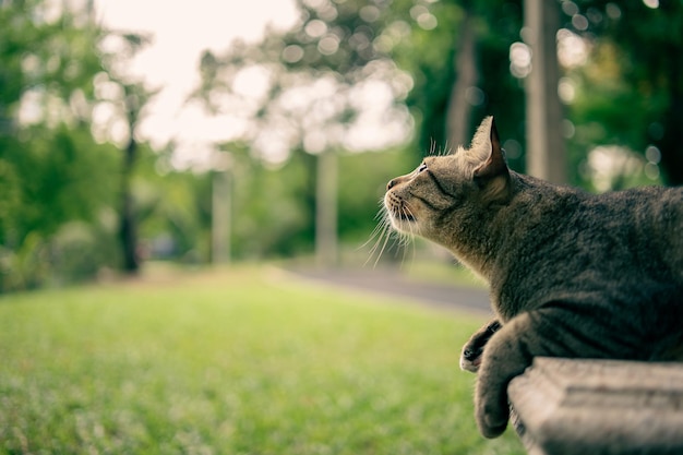 Retrato de un gato en un jardín con hermosa hierba verde y luz naranja brillante