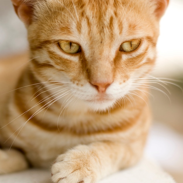 Retrato de gato jengibre aislado