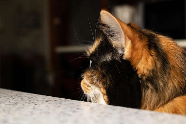 Retrato de gato jengibre en primer plano de la luz del sol
