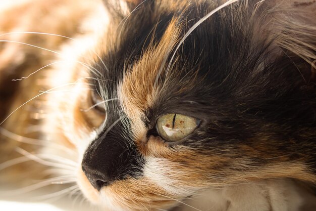 Retrato de gato jengibre en primer plano de la luz del sol