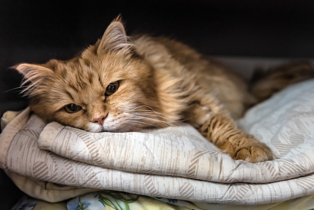 Retrato de gato jengibre rojo cansado