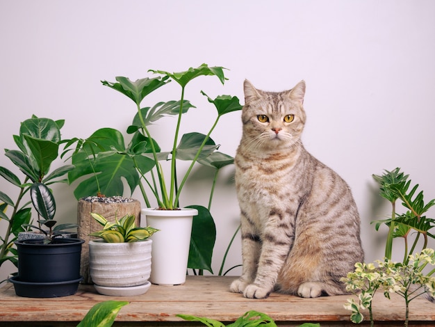 Retrato de gato jengibre sobre mesa de madera con aire purificar las plantas de la casa planta de serpiente filodendro monstera en la habitación