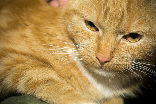 Retrato de gato de jengibre