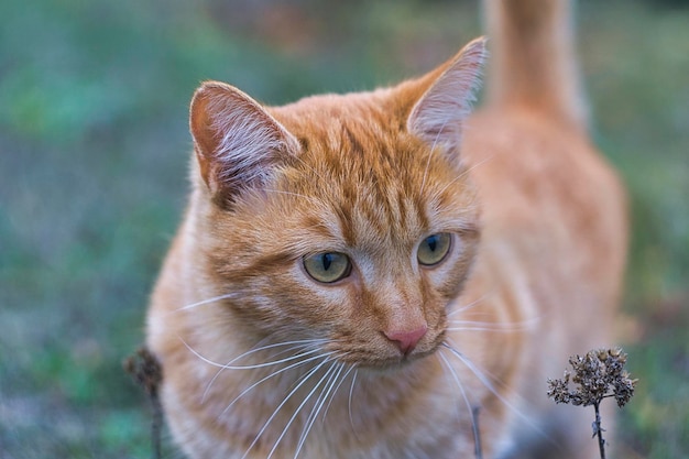 Retrato de gato jengibre