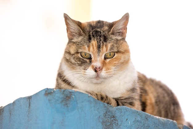 Retrato de gato joven cachorro en blanco