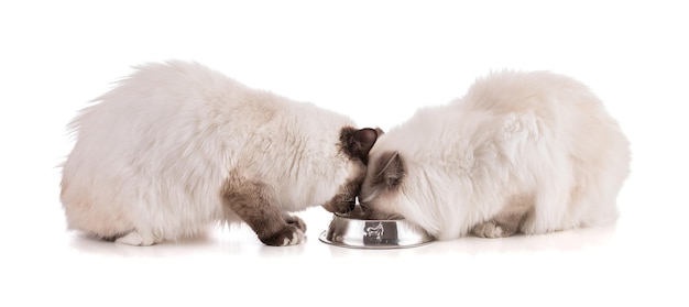 Retrato de gato joven sagrado de Birmania comiendo sobre fondo blanco.