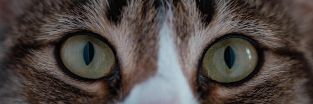 Retrato de un gato joven triste en una clínica veterinaria de mascotas. Enfermedad depresiva y mirada animal deprimida.