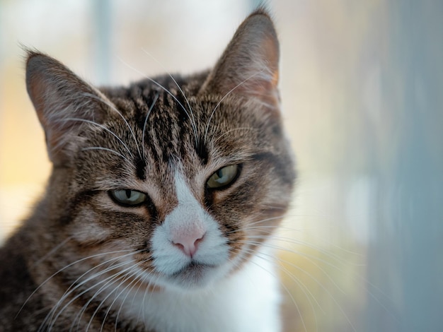 Retrato de un gato joven triste en una clínica veterinaria de mascotas. Enfermedad depresiva y mirada animal deprimida.