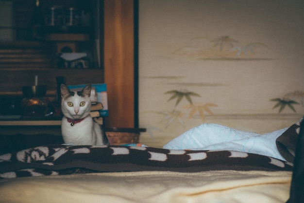 Retrato de un gato junto a la cama en casa