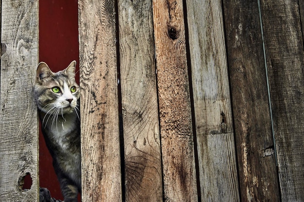 Foto el retrato de un gato en madera.