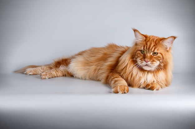 Retrato de un gato Maine Coon en la pared de color