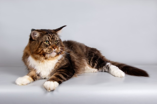 Retrato de un gato Maine Coon en la pared de color