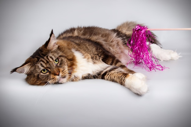 Retrato de un gato Maine Coon en la pared de color