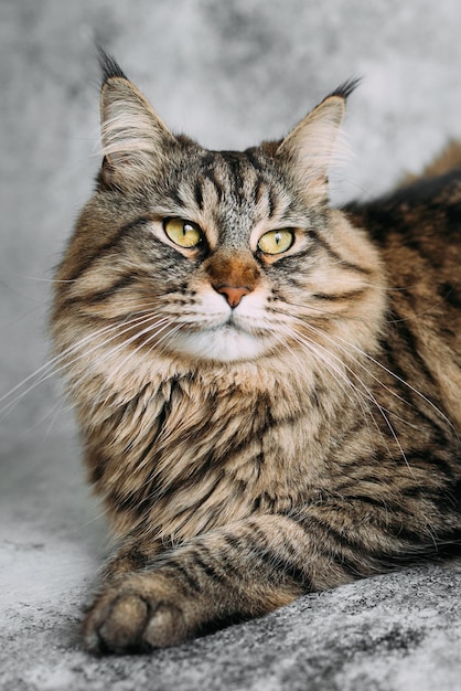 Retrato de un gato Maine Coon sobre un fondo gris