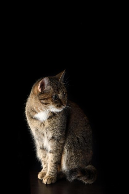 Retrato de un gato manchado de pelo corto sobre un fondo oscuro