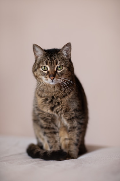 Retrato de un gato marrón sentado