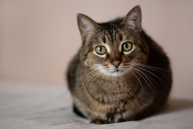 Retrato de un gato marrón