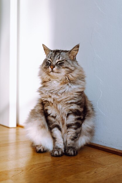 Retrato de gato mascota se sienta maravillosamente