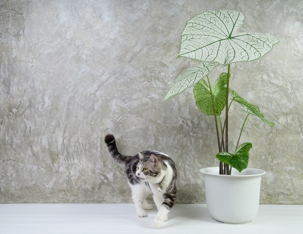 Retrato de gato en la mesa de madera con aire purificar las plantas de la casa Caladium Bicolor Vent, Araceae, alas de ángel, oreja de elefante en fondo de pared de cemento de olla blanca