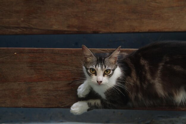 Retrato de un gato en la mesa