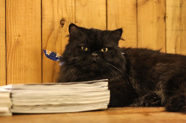 Foto retrato de un gato en una mesa