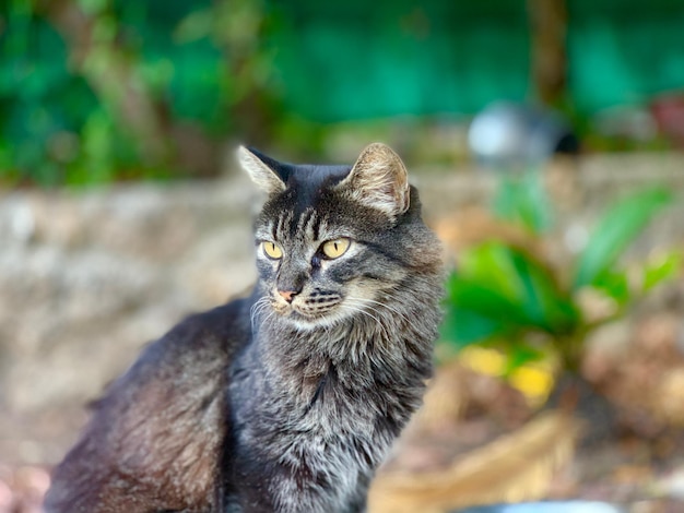 Foto retrato de un gato mirando a la cámara