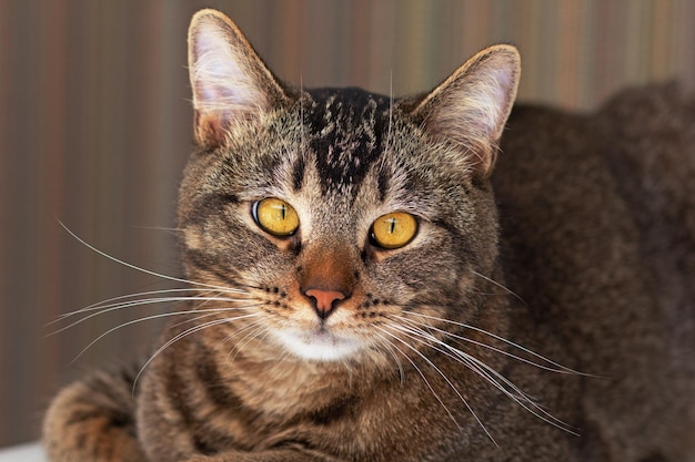 Retrato de gato mirando a cámara