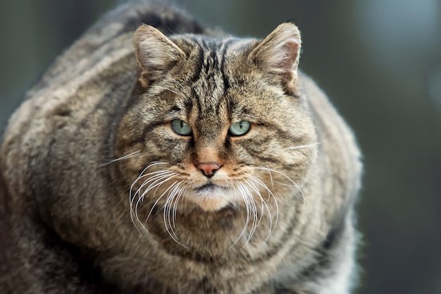 Retrato de gato montés europeo (Felis silvestris)