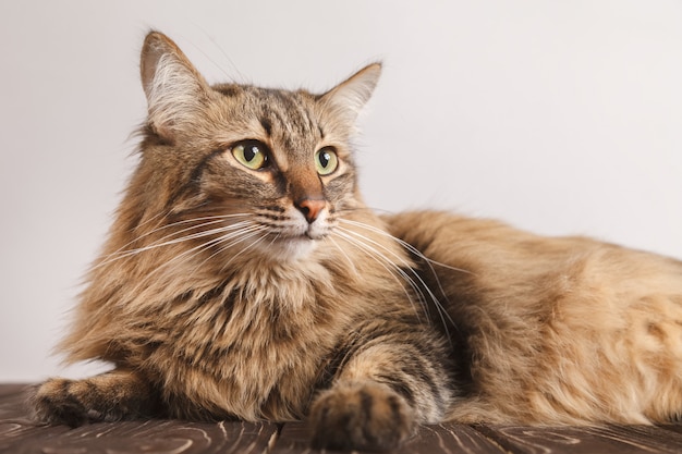 Foto retrato de un gato mullido rayado. mentira gato rayado gris lindo