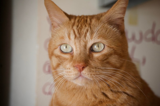 Retrato de gato naranja en interiores