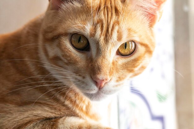 Retrato de un gato naranja mirando al frente Este tipo de gato suele ser más grande que los demás
