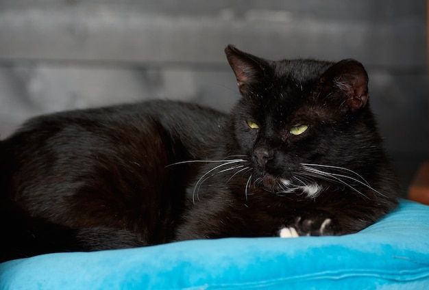 Un retrato de un gato negro acostado sobre un cojín azul