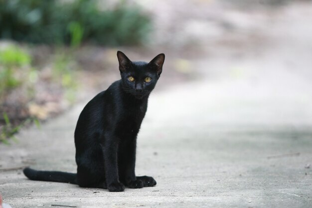 Retrato de gato negro en la calle