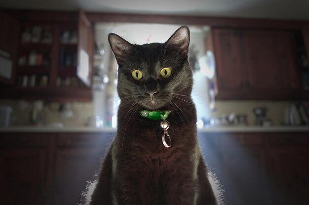 Foto retrato de un gato negro en casa