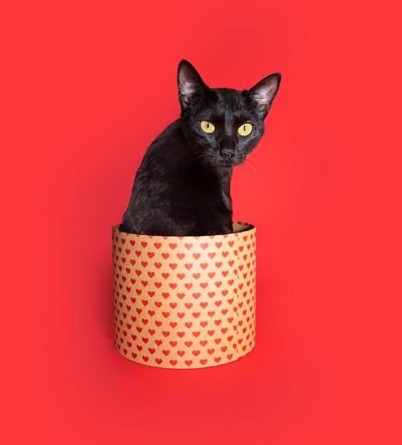 Retrato gato negro celebrando el día de San Valentín aislado sobre fondo rojo.