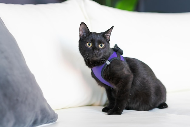 Retrato de un gato negro europeo común con ojos verdes contra un sofá blanco Atmósfera de terror y concepto de Halloween Mira la pantera y los ojos de la bruja SUERTE PLANA E INTERRUPTOR