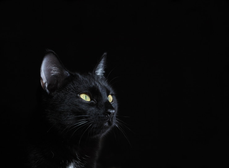 Foto retrato de un gato negro con ojos amarillos